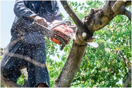 tree services Fulshear